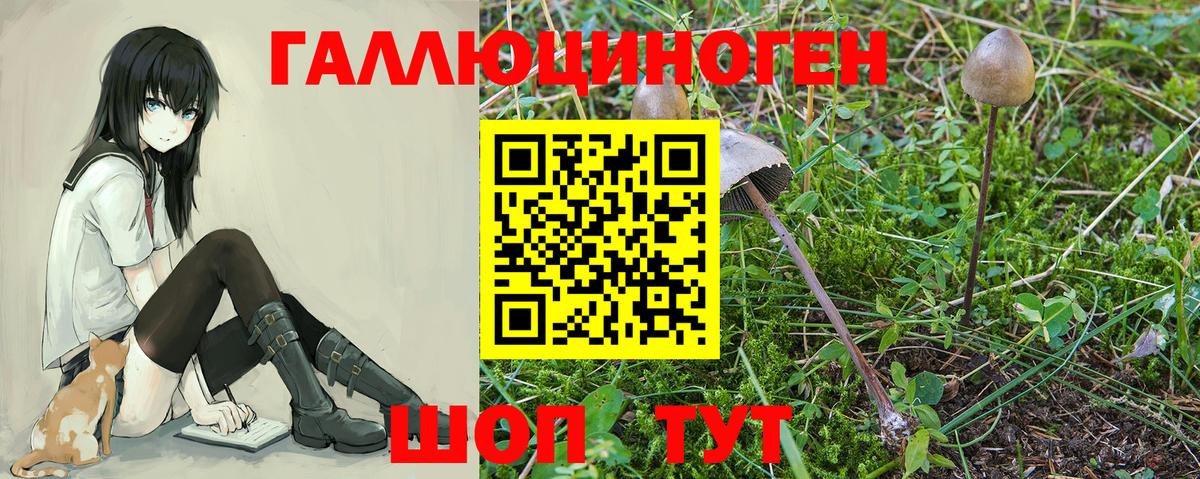 Псилоцибиновые грибы Magic Shrooms  Вход с VPN  купить закладку  Аргун  Галлюциногенные грибы GOLDEN TEACHER 